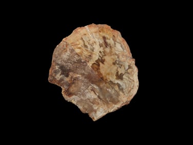 1 7/8" Petrified Wood Slab Fossil, Polished Fossil Tree