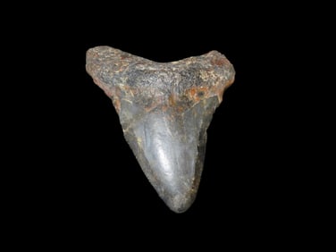 2 1/4" Shark Tooth, Found On The Beaches of North Carolina
