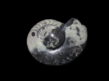Polished Ammonite Fossil