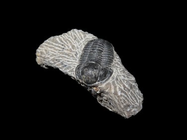 Proteus Trilobite, Devonian Period, 350-400 Million Years