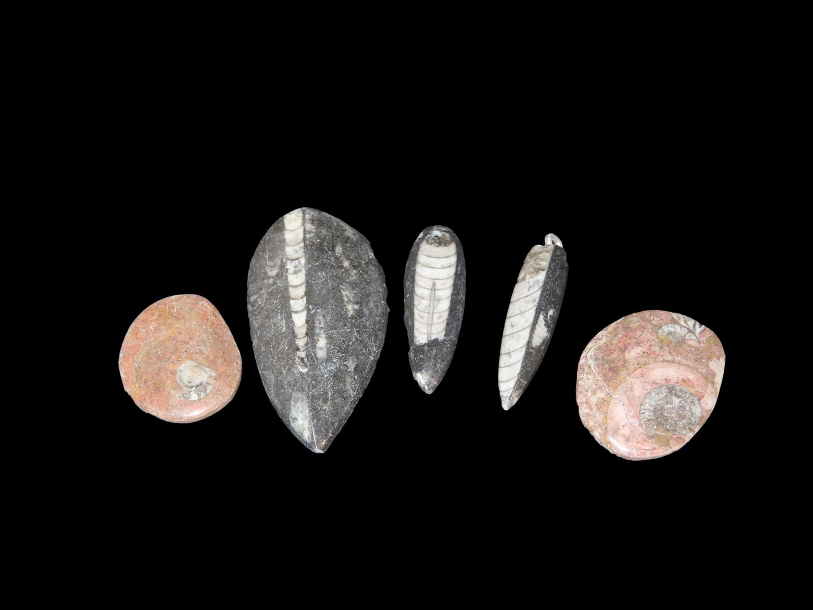 Orthoceras Ammonite Fossil, Devonian Period, Lot of 5: Orthoceras Ammonite Fossil, Devonian Period, Lot of 5