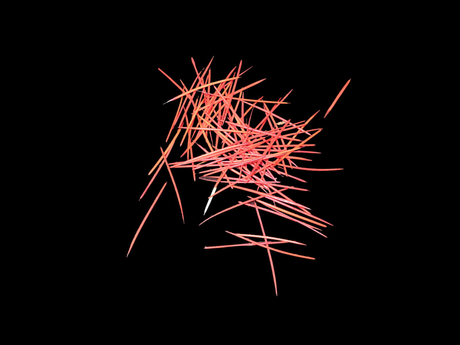 Native American Dyed Porcupine Quills (1 of 4)