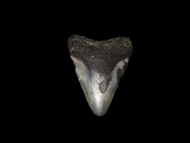 Megalodon Shark Tooth Fossil, Found in Florida