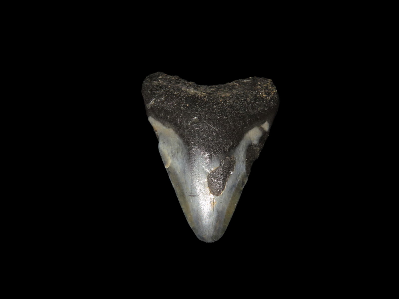 Megalodon Shark Tooth Fossil, Found in Florida: Megalodon Shark Tooth Fossil, Found in Florida