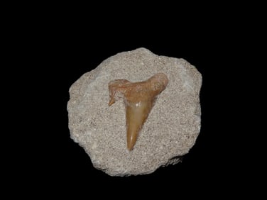 2 3/8" Shark Tooth Fossil In Matrix, Africa
