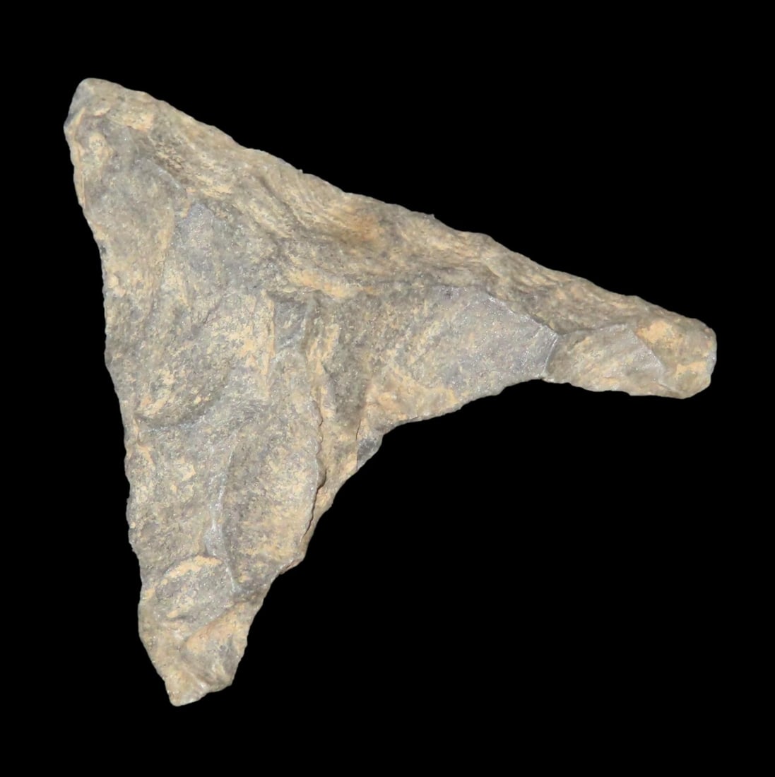 1 1/2" Wild Triangle Point, North Carolina, Ex Parker: 1 1/2" Wild Triangle Point, North Carolina, Ex Parker