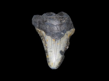 2 3/4" Megalodon Shark Tooth, Found in North Carolina