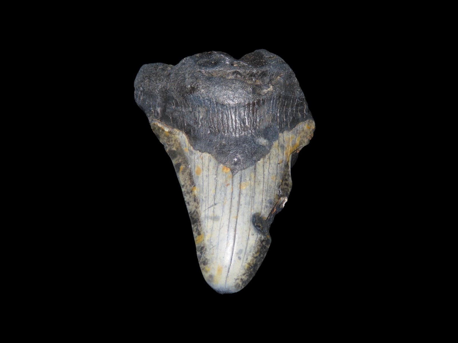 2 3/4" Megalodon Shark Tooth, Found in North Carolina: 2 3/4" Megalodon Shark Tooth, Found in North Carolina