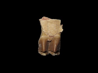 Mammal Tooth / Jaw Fossil, Possibly Cretaceous Era, 66/65 Million Years Old