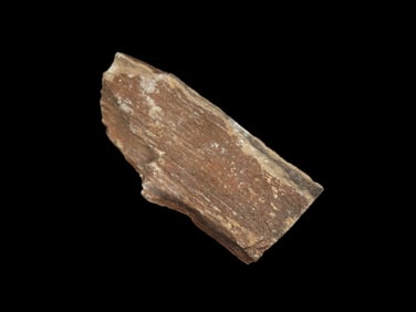 4 1/2" Rare Petrified Wood From Arizona