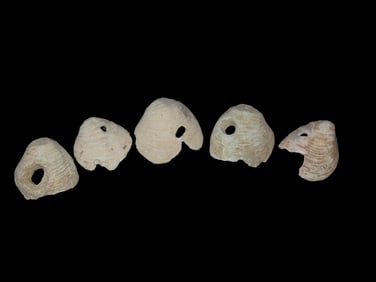 Grouping of Shell Beads, Tennessee