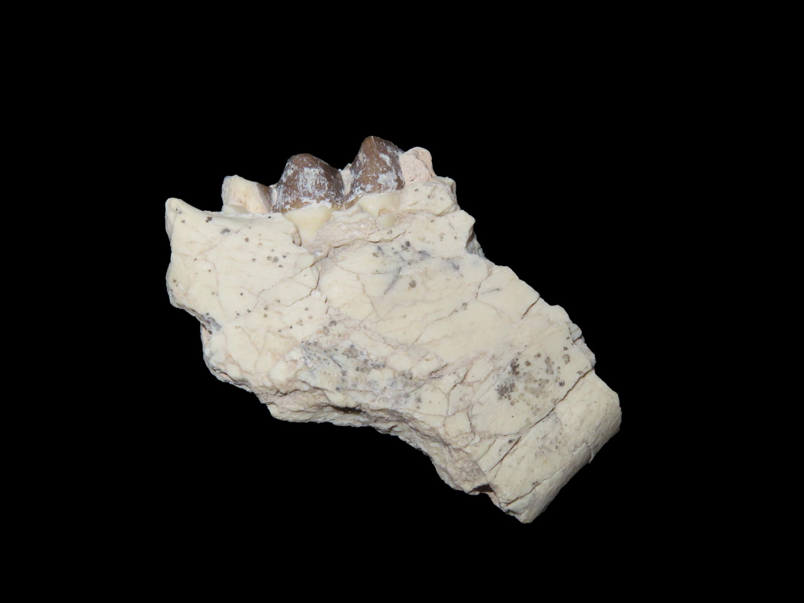 Cretaceous Era Mammal Tooth, Jaw Fossil 66-65 Million Years Old: Cretaceous Era Mammal Tooth, Jaw Fossil 66-65 Million Years Old