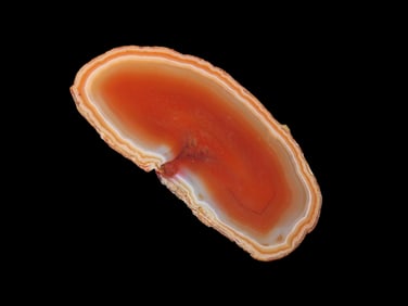 3 5/8" Sliced Petrified Wood Agate, Super Colorful