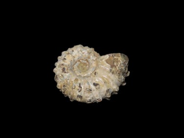 Tractor Ammonite, Douvilleiceras, Fossil