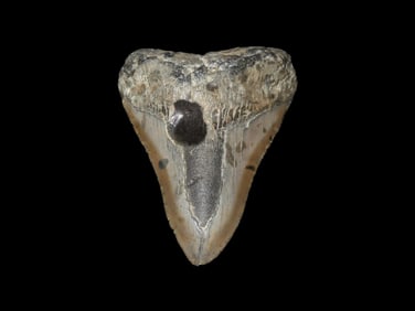 4 1/4" Megalodon Shark Tooth, Found in North Carolina