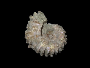 1 7/8" Tractor Ammonit (Douvilleiceras) Fossil