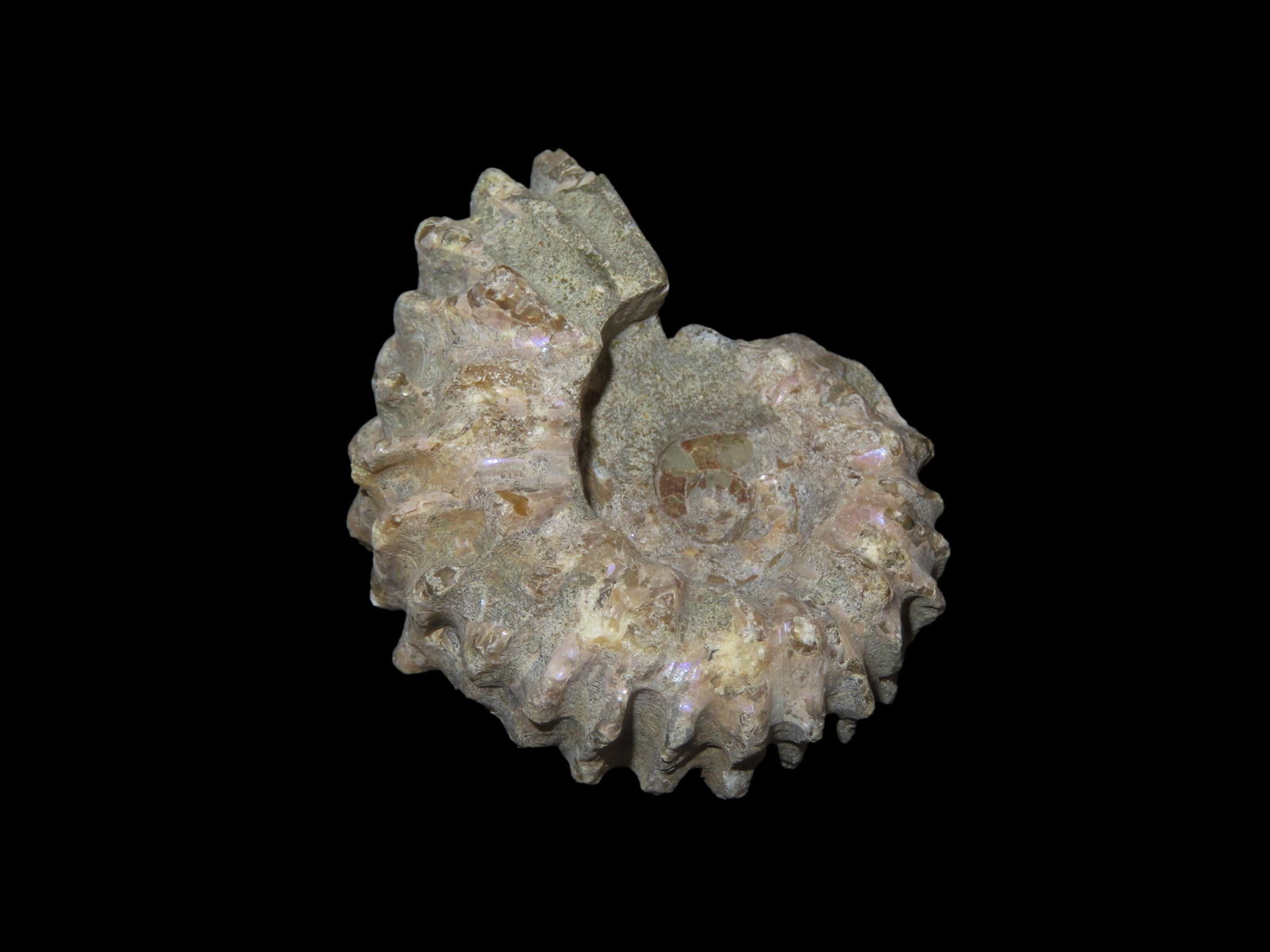 1 7/8" Tractor Ammonit (Douvilleiceras) Fossil: 1 7/8" Tractor Ammonit (Douvilleiceras) Fossil