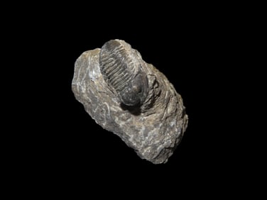 Fossil Trilobite, Proetida in Matrix, 50 Million YO