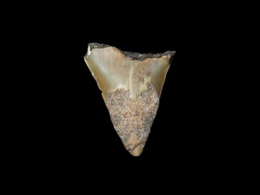 Megalodon Shark Tooth Fossil, Found in FL