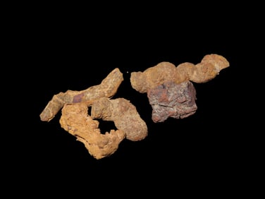 Coprolite Fossilized Dinosaur Poop/Dung, 100 Million Years Old