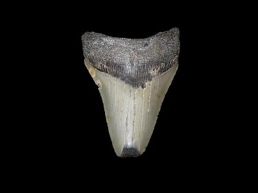 Fossil Megalodon Tooth, South Carolina