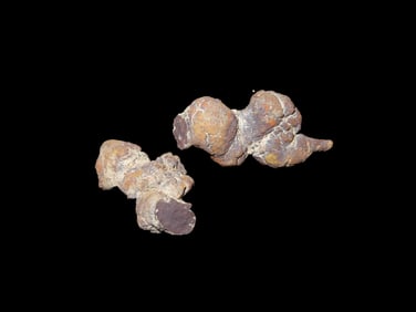 Coprolite, Fossilized Dinosaur Poop/Dung, 100 MYO Madagascar