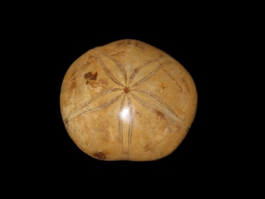 Sea Urchin Starfish Fossil Madagascar Jurassic Period 160 mva