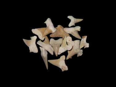 Lot of 15 Fossil Shark Teeth