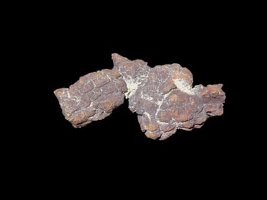 Coprolite, Fossilized Dinosaur Poop/Dung, 100 MYO Madagascar