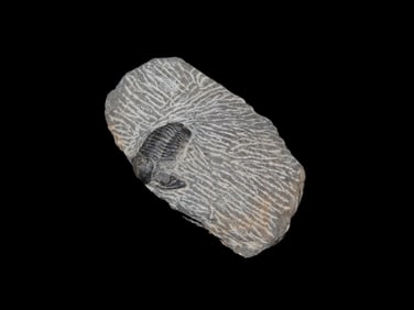 Proteus Trilobite, Devonian (350-400 myo)
