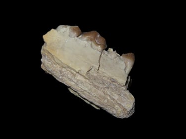 Cretaceous Era Mammal Tooth/Jaw Fossil 66/65 Million YO