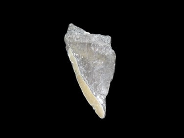 Megalodon Shark Tooth Fossil, Found in FL