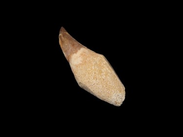 Mosasaurus Dinosaur Tooh 66 Million Years Old, Morocco