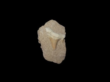 2 3/4" Shark Tooth Fossil in Matrix, Africa