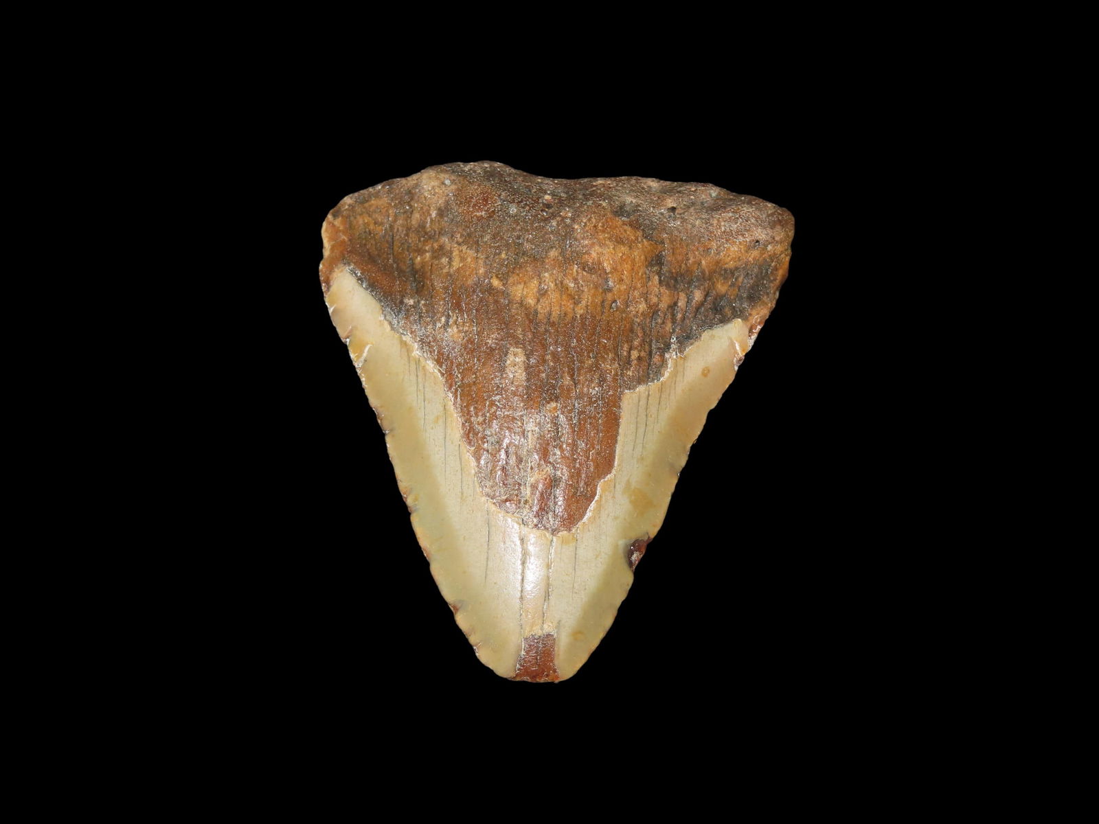 3 5/8" Fossil Megalodon Tooth, South Carolina: 3 5/8" Fossil Megalodon Tooth, South Carolina