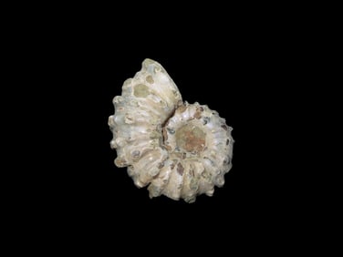 2" Tractor Ammonite (Douvilleiceras) Fossil