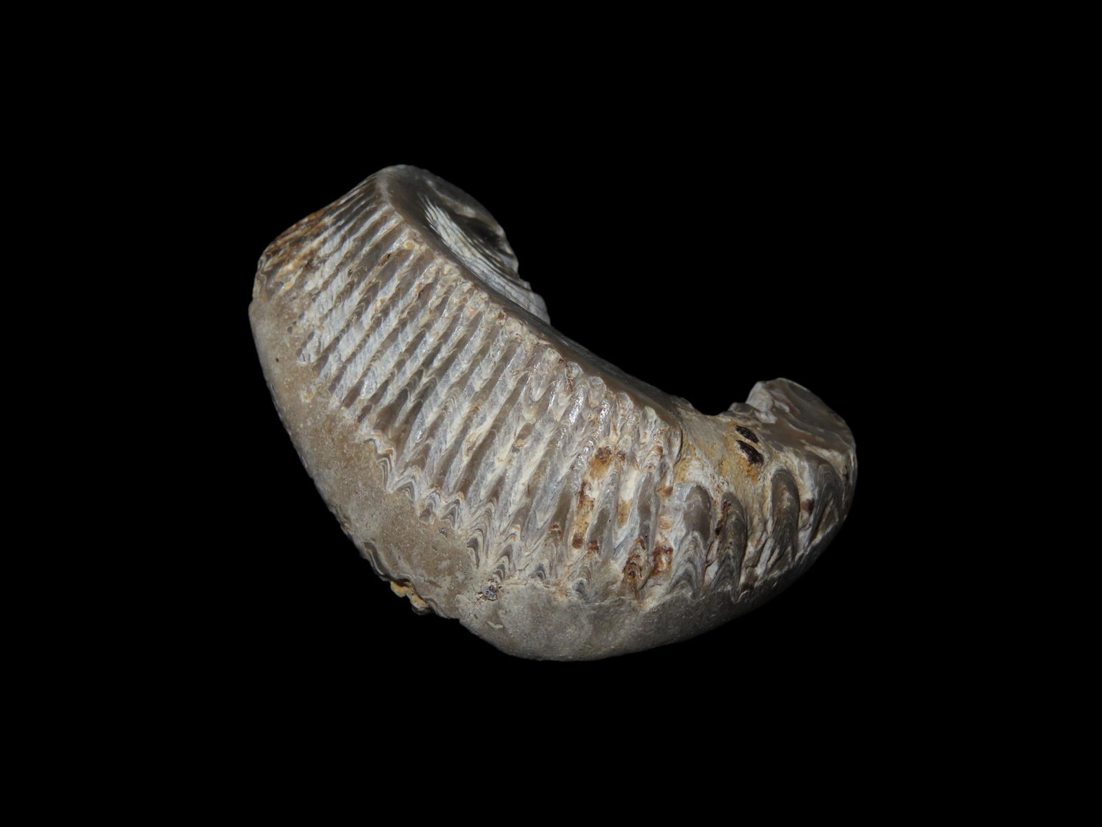 2 3/8" Zig Zag Oyster Fossil 70 Million YO: 2 3/8" Zig Zag Oyster Fossil 70 Million YO