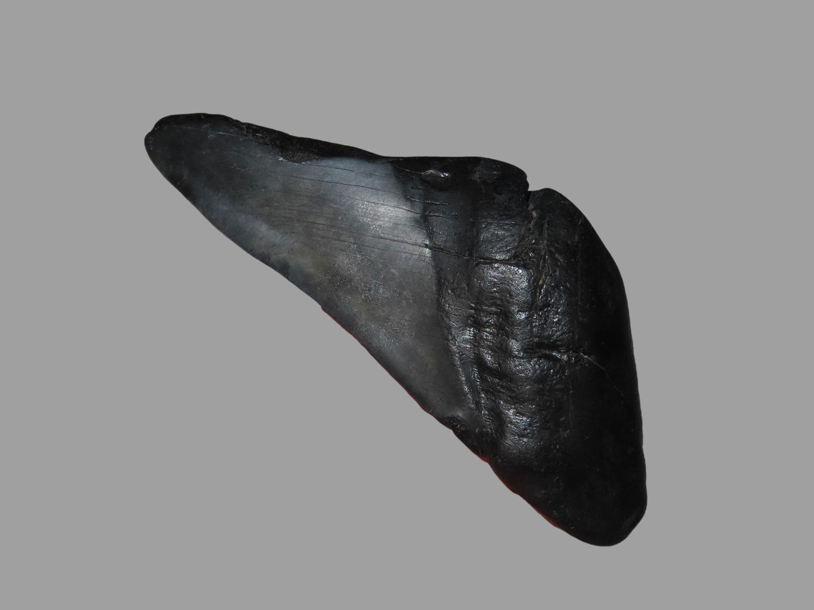 5 1/8" Megalodon Shark Tooth Fossil South Carolina USA: 5 1/8" Megalodon Shark Tooth Fossil South Carolina USA