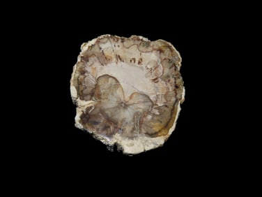 2 1/4" Petrified Wood Slab, Polished Fossil Tree