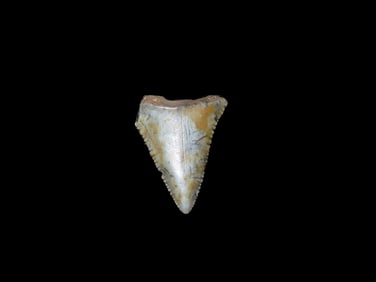 1 1/4" Fossilized Great White Shark Tooth, Much More Rare