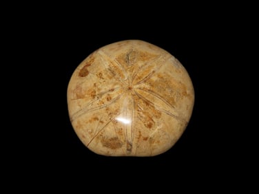 3 1/2" Sea Urchin Starfish Fossil, Madagascar, Jurassic Period 160 MYA