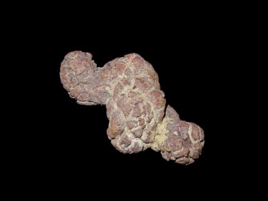 3" Large Section of Dinosaur Poop/Coprolite