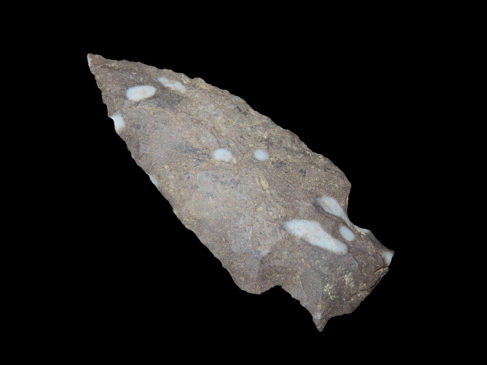 2 9/16" X 1 1/8" Bakers Creek, Dickey COA, Found in Montgomery Co. TN, Found by Al Baggett (1 of 9)