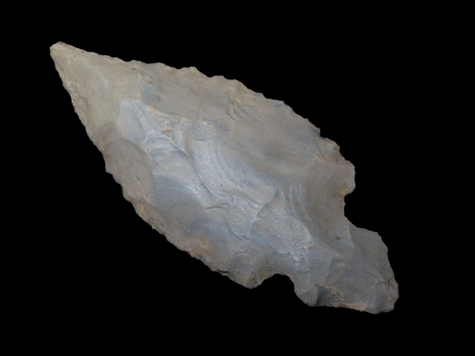 2 3/4" x 1 3/16" Turkey Tail, Davis COA, found in Kentucky (1 of 9)