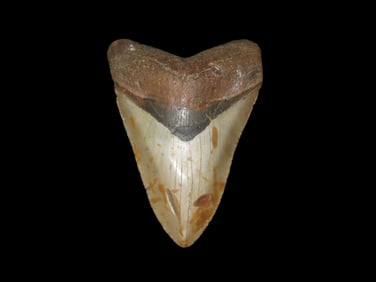 4 1/4" x 3 1/8" South Carolina Megalodon Shark Tooth