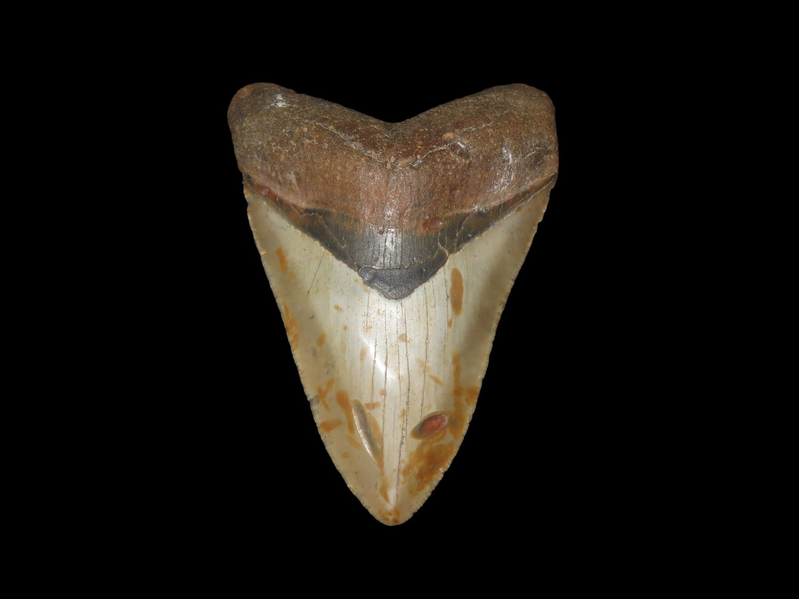 4 1/4" x 3 1/8" South Carolina Megalodon Shark Tooth (1 of 6)