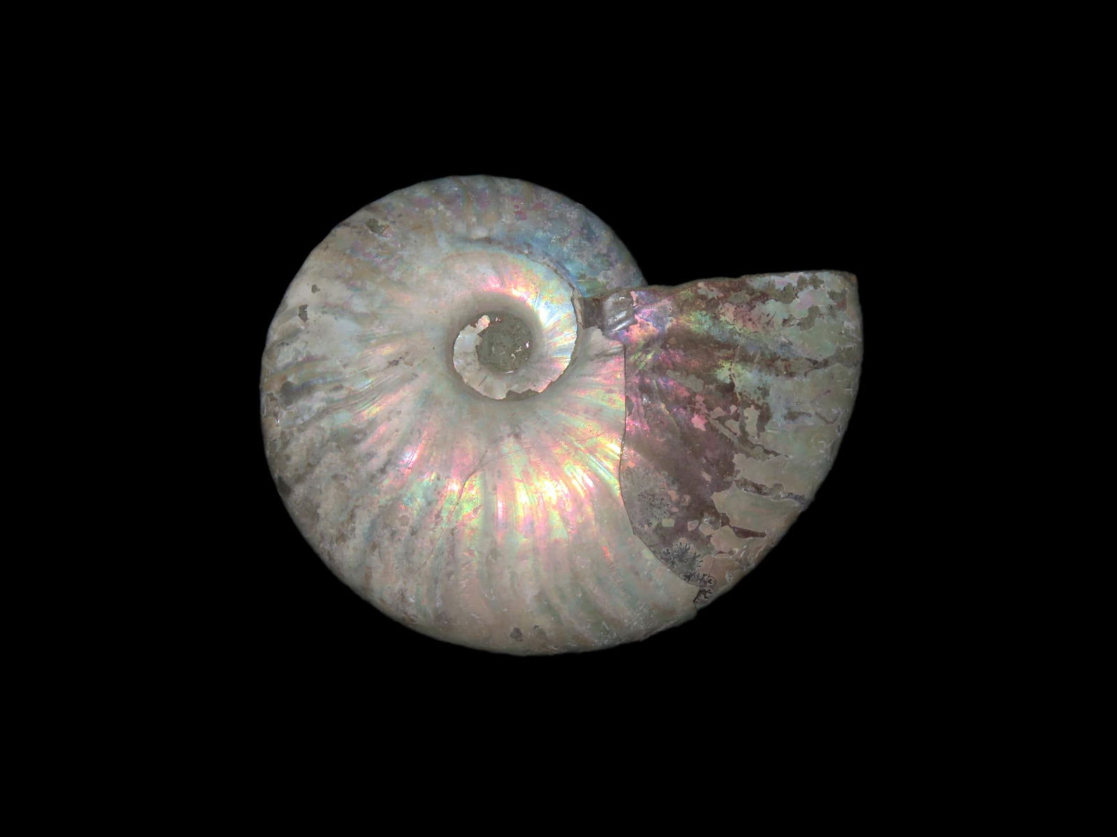 3 1/4" x 2 1/2" x 3/4" Fossil Ammonite, found in Madagascar, Beautiful Iridescence: 3 1/4" x 2 1/2" x 3/4" Fossil Ammonite, found in Madagascar, Beautiful Iridescence