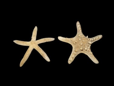 Pair of Starfish, Nice Size and Detail, from Private Quincy IL Collection