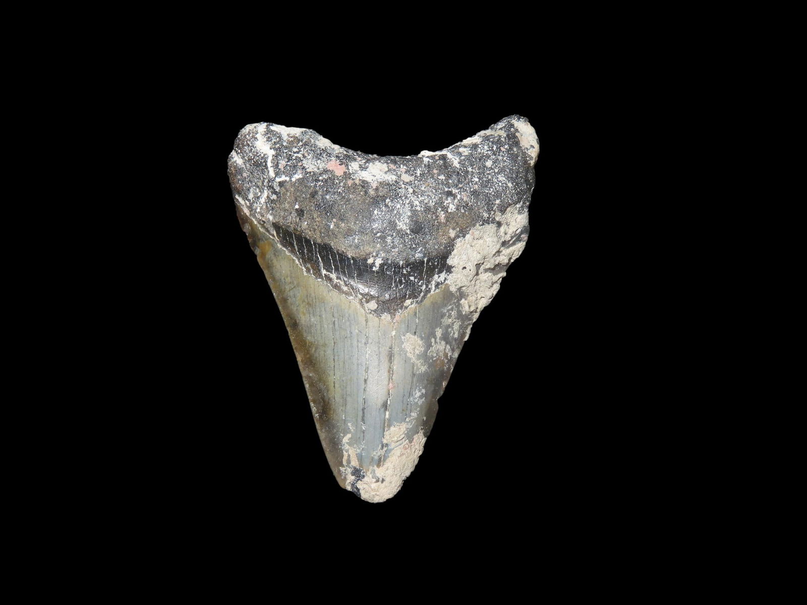 3" x 2 1/2" Fossil Megalodon Shark Tooth, found in Florida: 3" x 2 1/2" Fossil Megalodon Shark Tooth, found in Florida