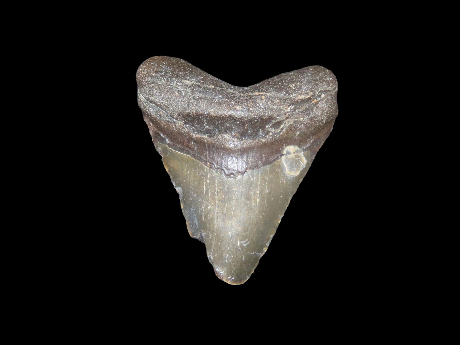2 15/16" x 2 7/8" Fossil Megalodon Shark Tooth, found in Florida: 2 15/16" x 2 7/8" Fossil Megalodon Shark Tooth, found in Florida